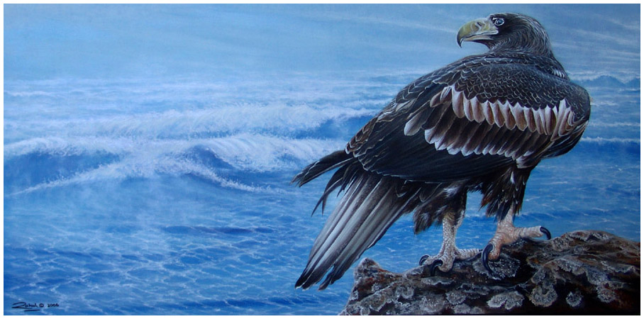 sea eagle
